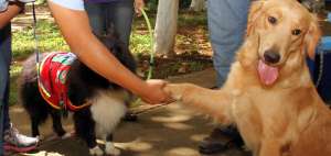 La canoterapia y la esterilizaci&oacute;n son las alternativas para evitar la eutanasia animal