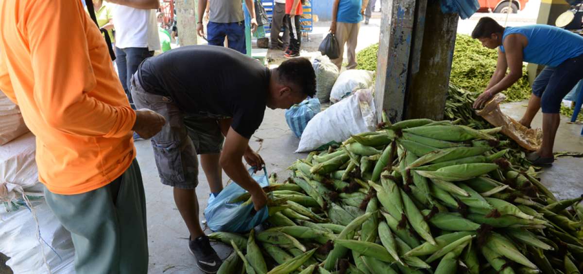 Los visitantes del evento tuvieron la oportunidad de conocer sobre el cultivo y la cosecha de este producto.