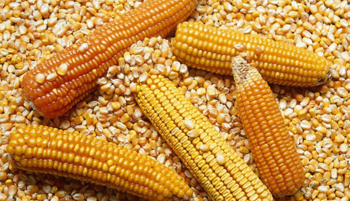 Peque&ntilde;os maiceros de Manab&iacute; planean vender 20 mil toneladas al a&ntilde;o
