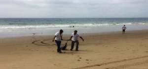 Dos delfines muertos aparecieron varados en Santa Elena