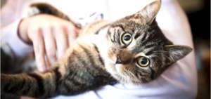 D&iacute;a Internacional del Gato: Es importante hidratar a su mascota