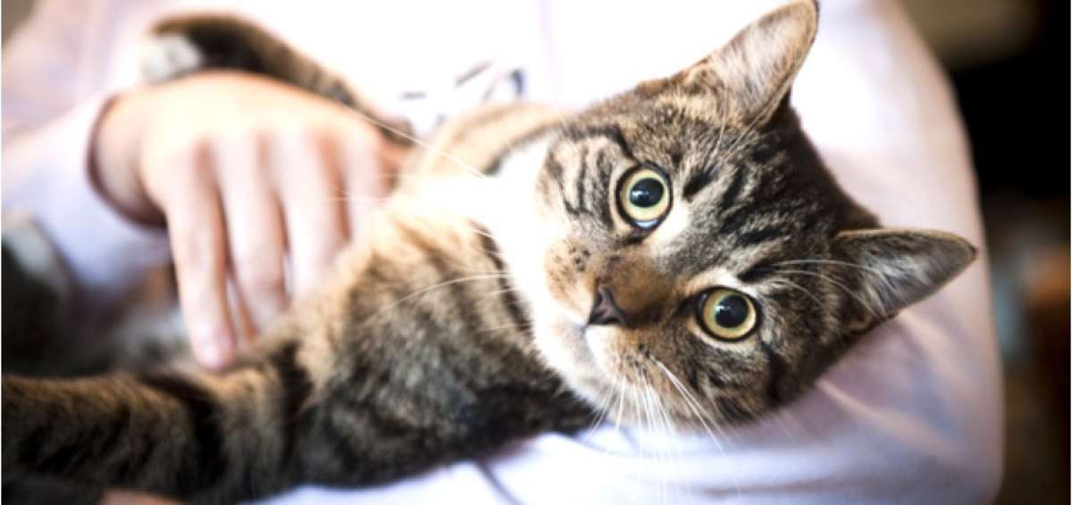 D&iacute;a Internacional del Gato: Es importante hidratar a su mascota