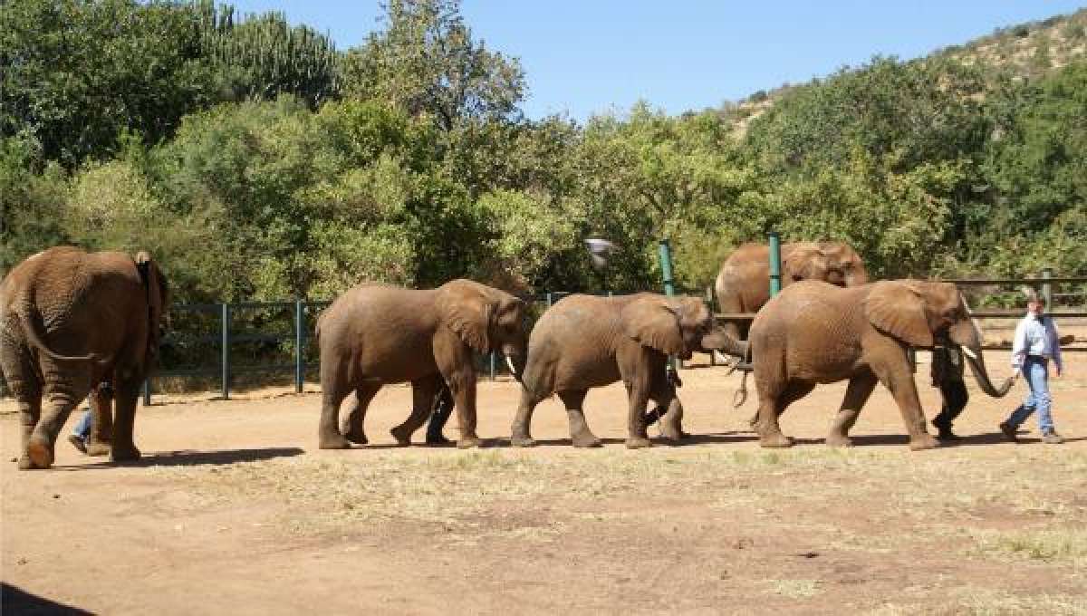 Santuario de elefantes estar&aacute; ubicado en Brasil