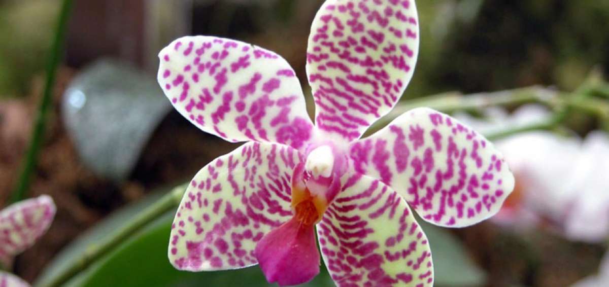 El Santuario, un orquideario con 500 variedades de plantas
