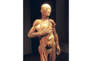 En la exhibici&oacute;n se mostrar&aacute;n los sistemas fundamentales del cuerpo humano. 