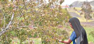 Entre febrero y marzo, manzanas, duraznos y otras frutas aparecen en las ramas de los &aacute;rboles. Estos productos se comercializan en Cuenca. Fotos: Fernando Machado/ El Telegrafo