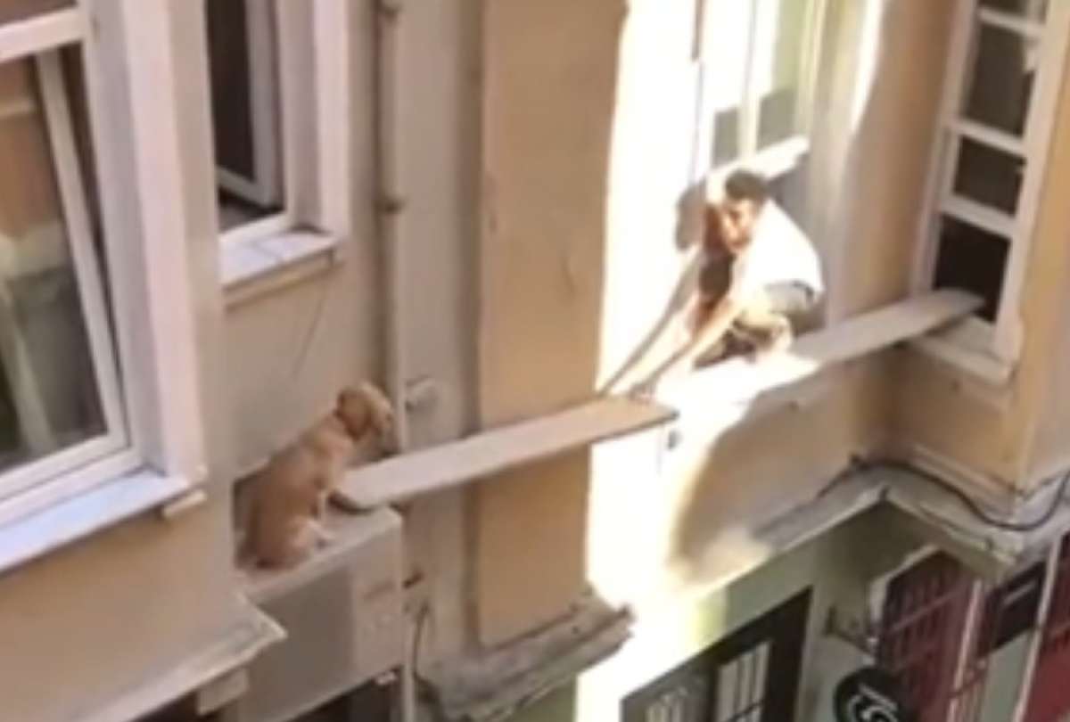 Salvan a un perro de caerse de un edificio