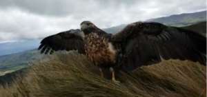 &Aacute;guila pechinegra volvi&oacute; a volar en los cielos andinos