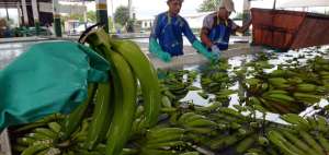 Gracias al SGP, varios productos ecuatorianos ingresan al mercado norteamericano con bajos o nulos aranceles. 