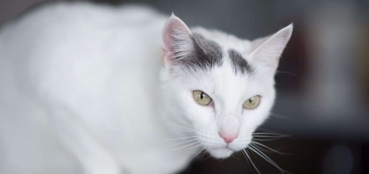 Mujer texana alega que mat&oacute; a su marido por maltratar a su gato