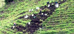 Actualmente existe una sobreproducci&oacute;n del cultivo, lo que ha incidido en la ca&iacute;da de los precios.