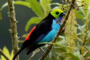 Contabilizadas 127 especies de aves