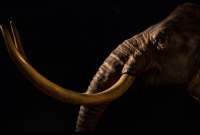 Encuentran un antepasado del elefante de hace 12 000 años