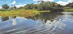 El Parque Nacional Yasun&iacute; es considerado como una de las zonas m&aacute;s biodiversas del mundo por la gran cantidad de flora y fauna que posee. Foto: Archivo / El Tel&eacute;grafo
