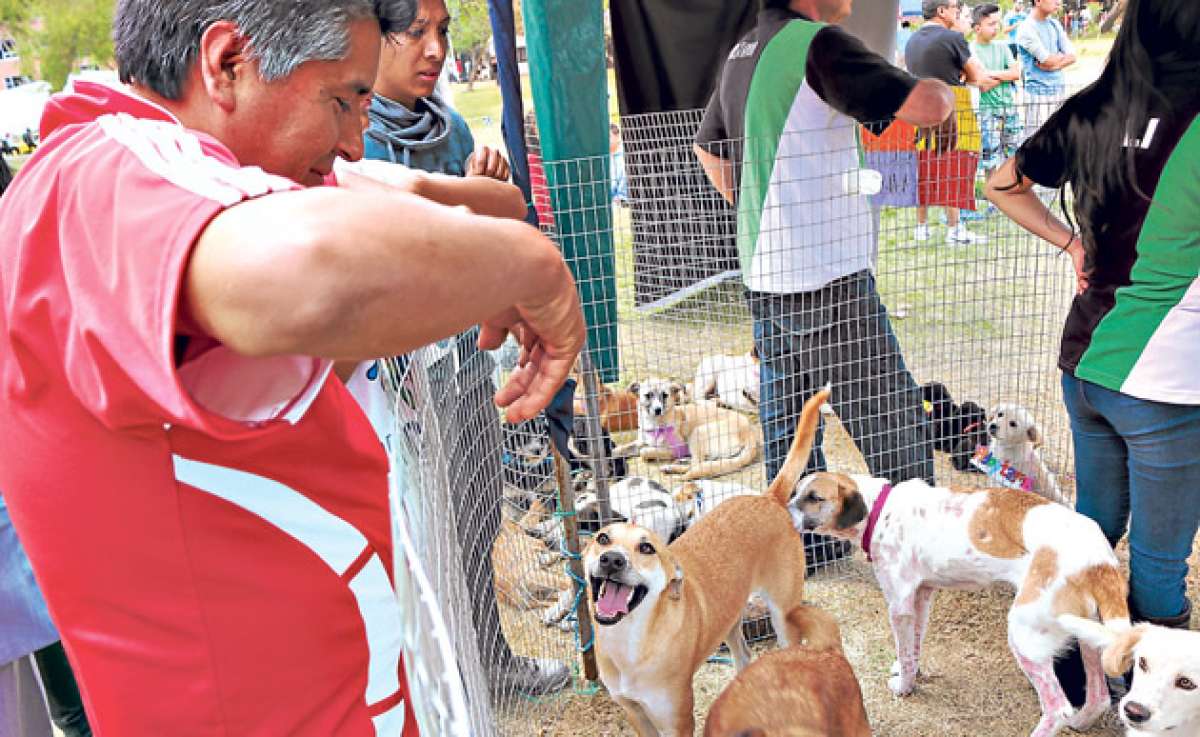 Urge construcci&oacute;n de centros de atenci&oacute;n para animales