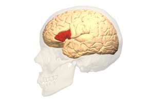 Mitos del cerebro