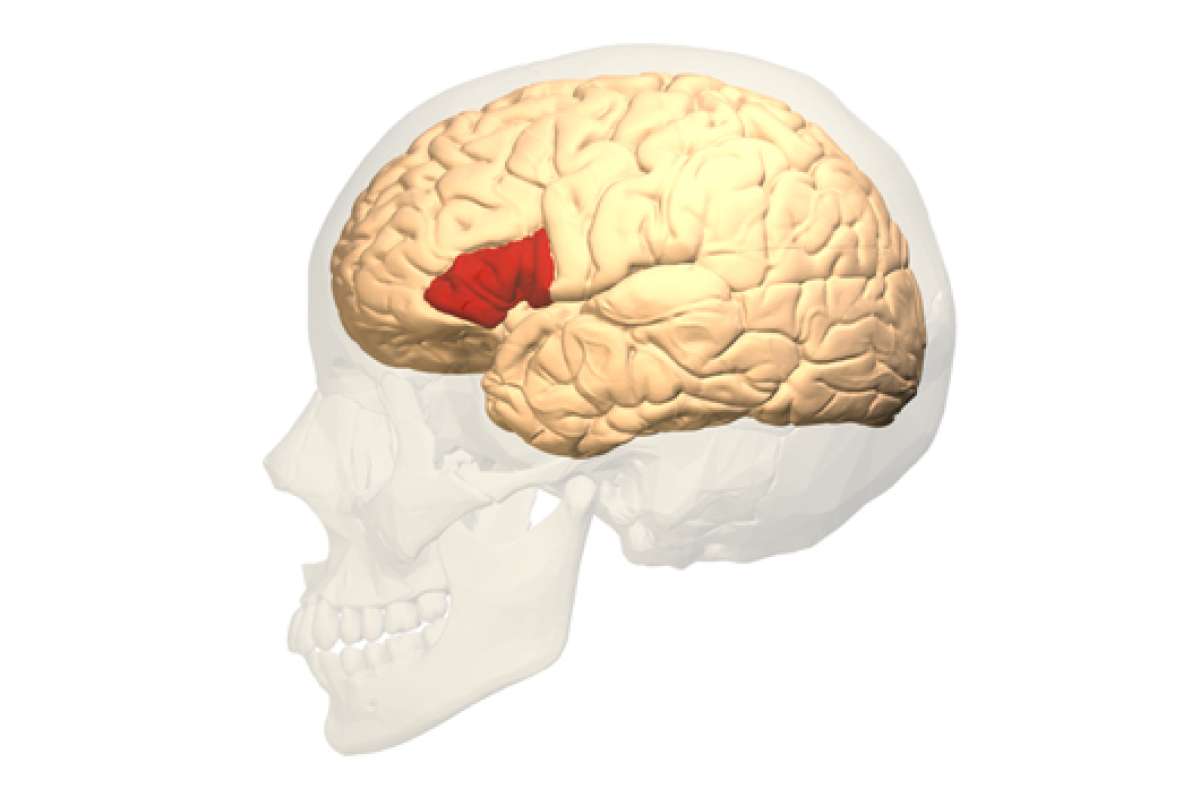 Mitos del cerebro