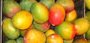 China aprob&oacute; el ingreso de mango ecuatoriano