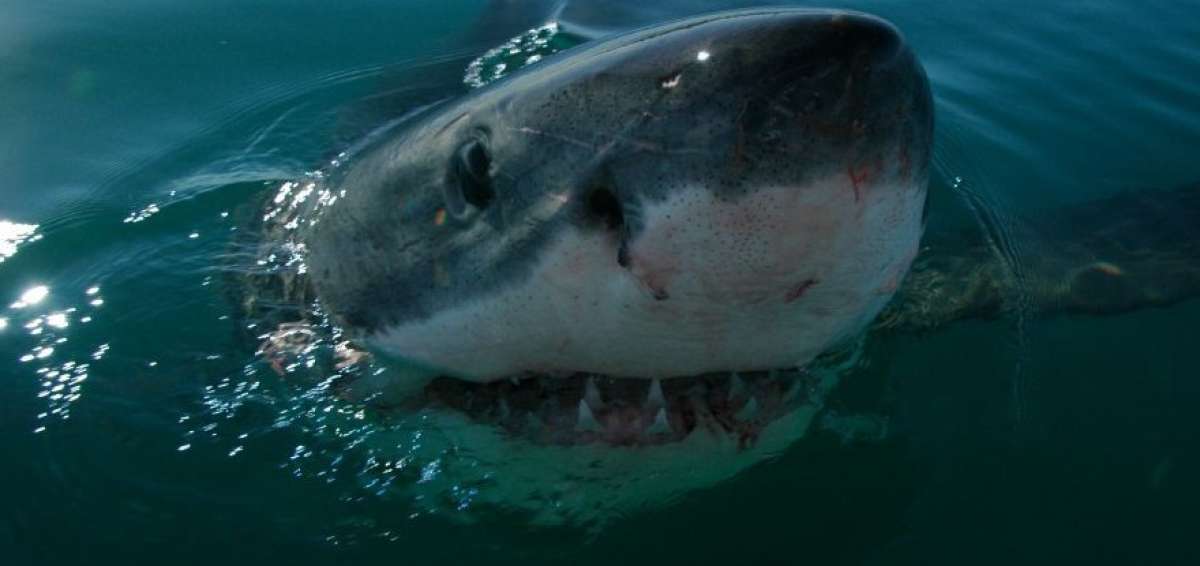  La decodificaci&oacute;n de este genoma aporta nuevas claves sobre por qu&eacute; estos tiburones han prevalecido durante unos 500 millones de a&ntilde;os.