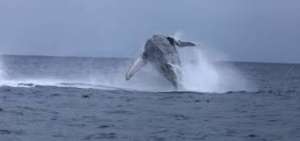 El avistamiento libre de ballenas y delfines deja ingresos anuales por 15 millones de d&oacute;lares a Ecuador.