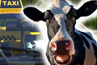 Momento en que una vaca es trasladada en la cajuela de un taxi, captado en video. 