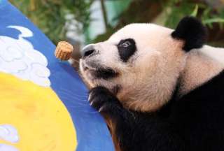 Osos panda comieron pasteles por las Fiestas de Otoño en China
