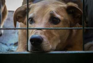 Las autoridades intervinieron un inmueble en La Calera, donde presuntamente se desarrollaba un evento ilegal de peleas de perros.