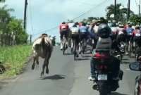 Esta vaca demostró que tiene todo para llegar a ser una competidora de élite.