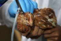 Ecuador controla brotes de influenza aviar