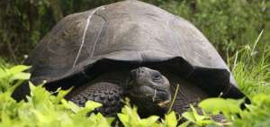 El programa de incubaci&oacute;n y crianza en cautiverio de tortugas gigantes permiti&oacute; la recuperaci&oacute;n de poblaciones que estuvieron en peligro de extinci&oacute;n.