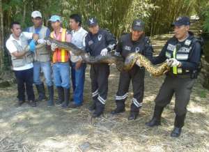 Anaconda de 6 metros de largo fue rescatada en Napo
