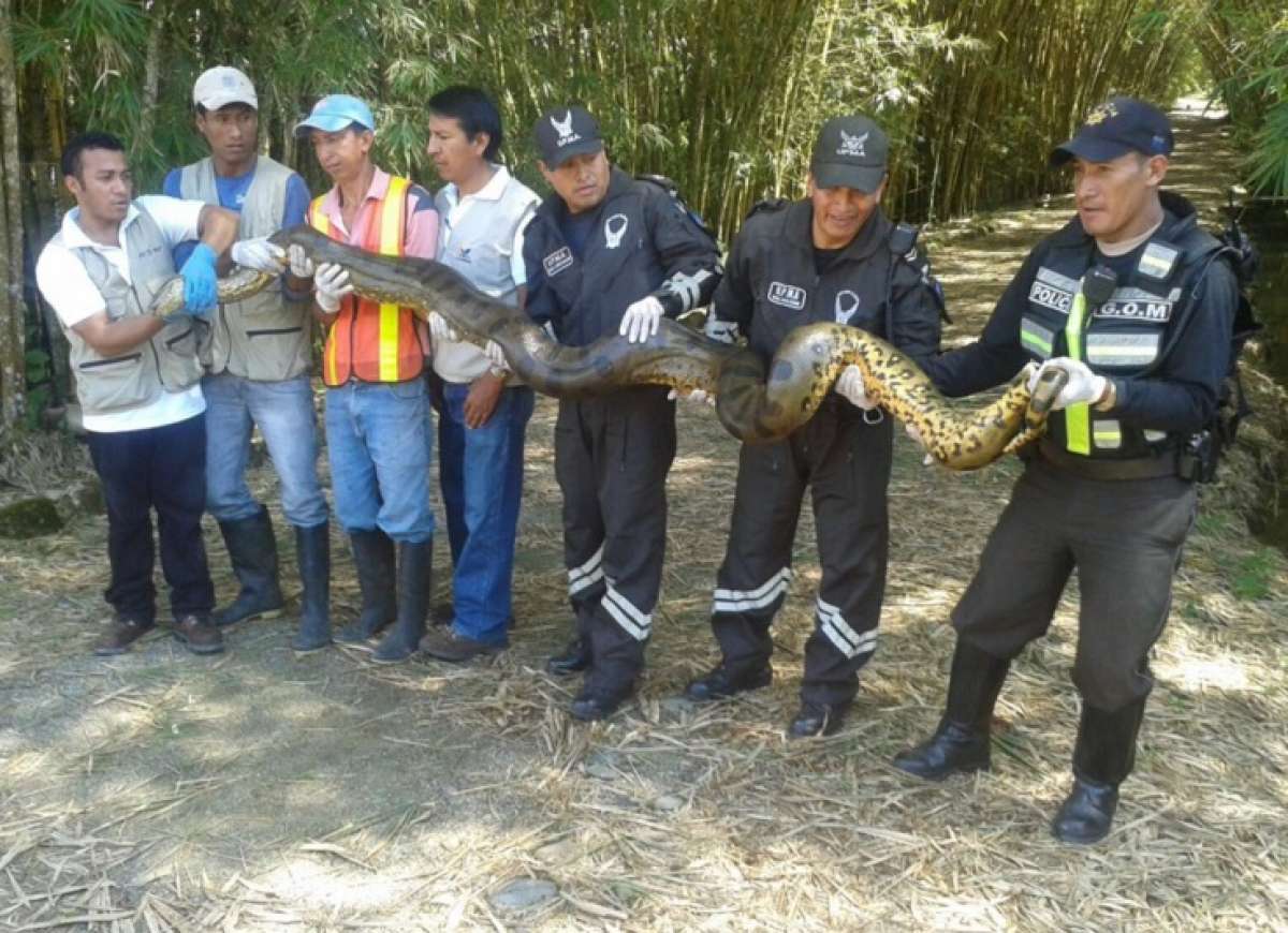 Anaconda de 6 metros de largo fue rescatada en Napo