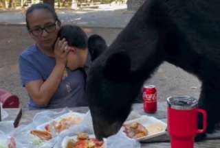 El oso se comió todo lo que la familia tenía, pero no se tomó la gaseosa.