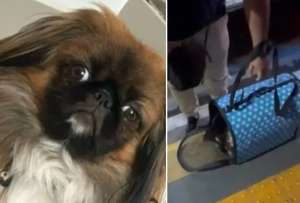 Maxi, un perrito de un año y medio, murió por asfixia en el maletero de un bus. El conductor se negó a que viajara con sus dueños en la cabina.