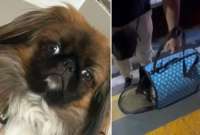 Maxi, un perrito de un año y medio, murió por asfixia en el maletero de un bus. El conductor se negó a que viajara con sus dueños en la cabina.