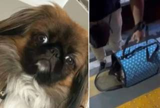 Maxi, un perrito de un año y medio, murió por asfixia en el maletero de un bus. El conductor se negó a que viajara con sus dueños en la cabina.