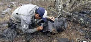 T&eacute;cnicos del Parque Nacional Gal&aacute;pagos y personal de la organizaci&oacute;n Gal&aacute;pagos Conservancy realizaron un censo de la poblaci&oacute;n de tortugas. 