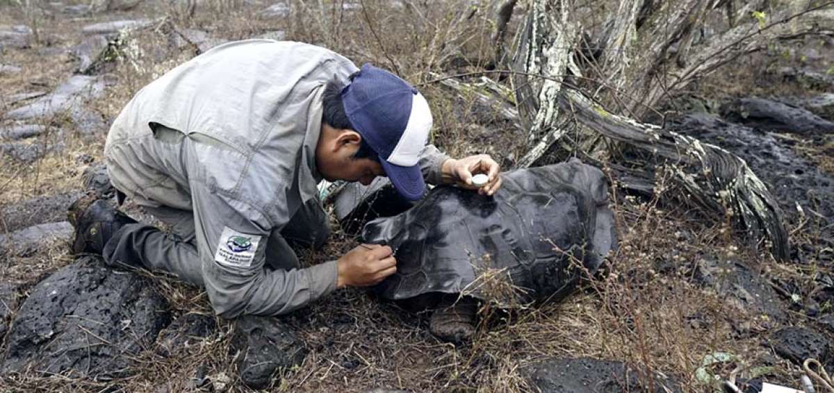 T&eacute;cnicos del Parque Nacional Gal&aacute;pagos y personal de la organizaci&oacute;n Gal&aacute;pagos Conservancy realizaron un censo de la poblaci&oacute;n de tortugas. 