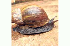 El par&aacute;sito del caracol puede causar la muerte
