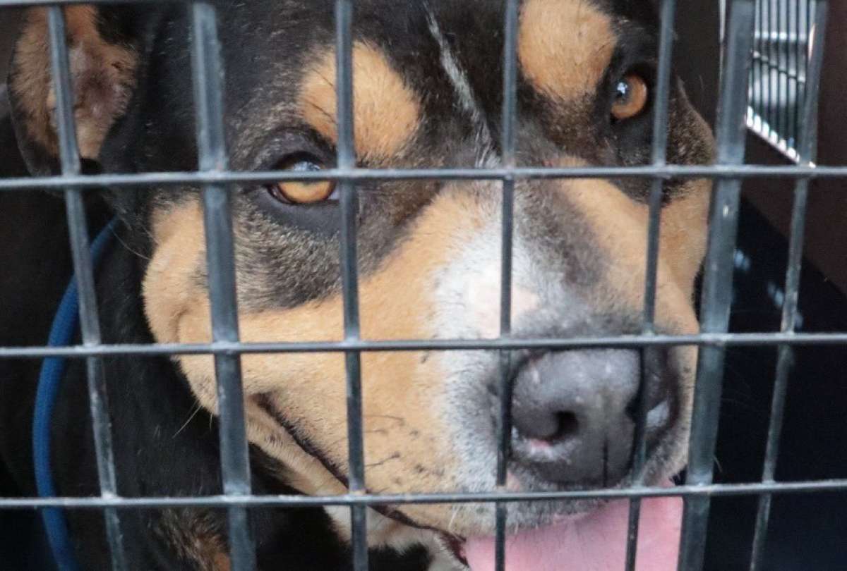 El perro rescatado por maltrato animal recibe atenci&oacute;n m&eacute;dica tras ser encontrado con lesiones.