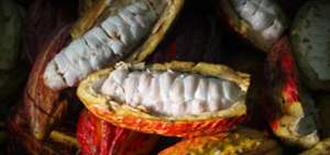 Estudio sit&uacute;a or&iacute;genes del cacao hace 5.300 a&ntilde;os en Ecuador
