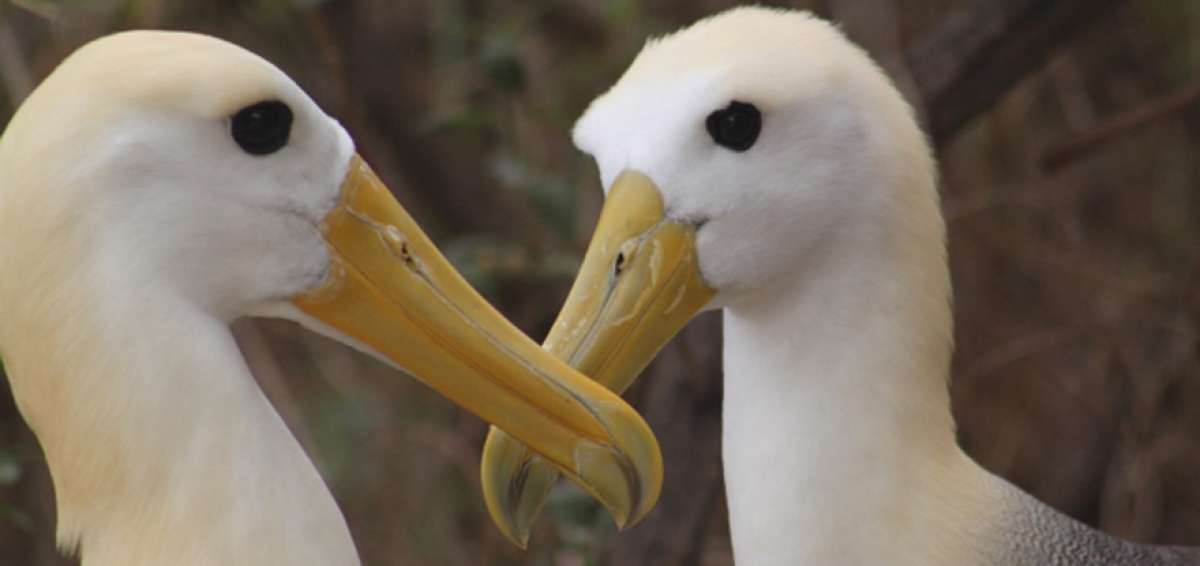 Acciones para la conservaci&oacute;n de los albatros de Gal&aacute;pagos se discutir&aacute;n en conferencia virtual