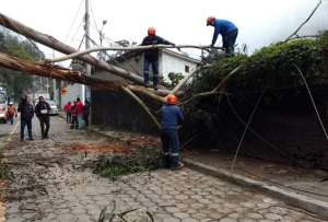 En la av. De los Conquistadores se registró la caída de un árbol.