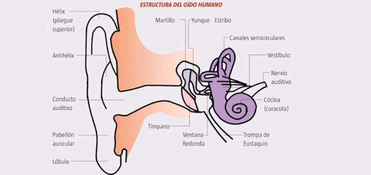 La prevenci&oacute;n y una buena rutina de aseo evitan afecciones en o&iacute;dos