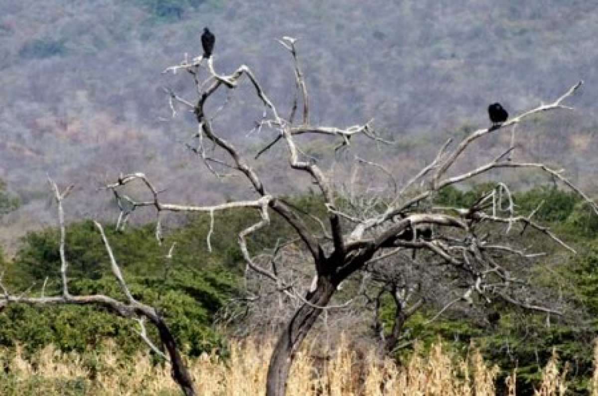 Bosque Seco de Ecuador fue inscrito en red mundial de reservas de biosfera 