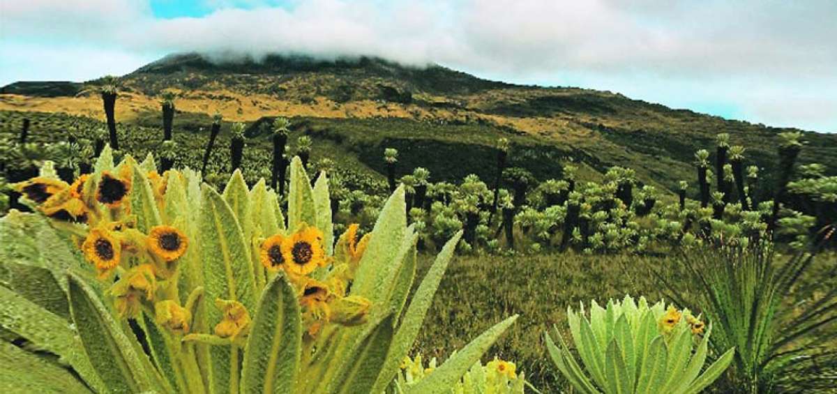 Una caminata por el p&aacute;ramo andino