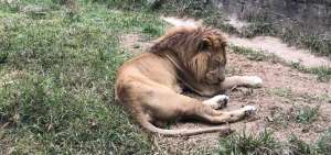 Tres leones africanos se encuentran entre las especies rescatadas.