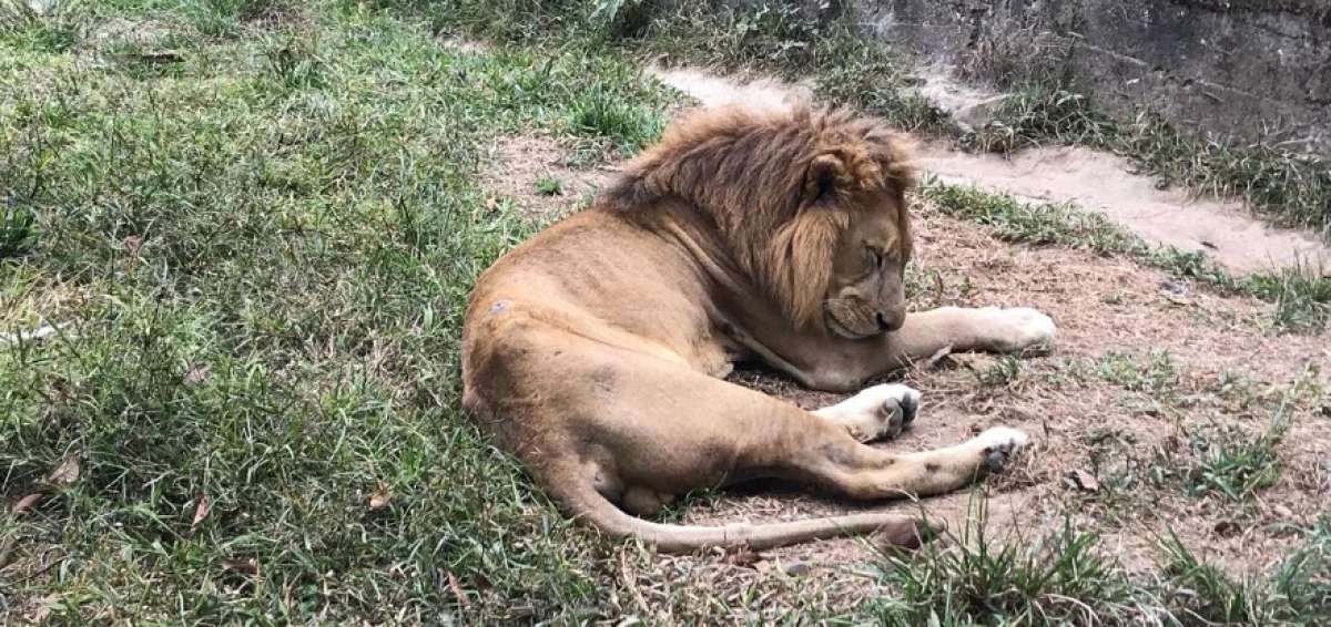 Tres leones africanos se encuentran entre las especies rescatadas.