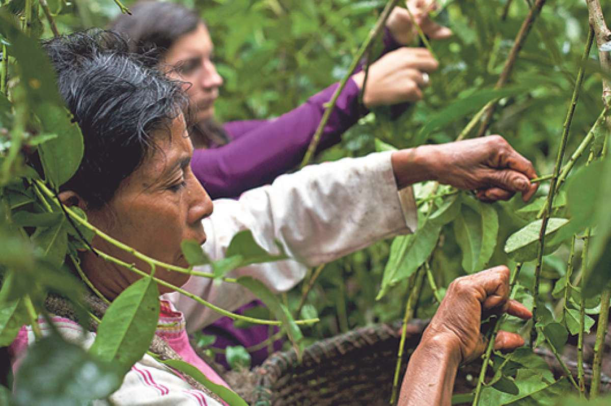 La empresa pretende lograr el 3% del mercado nacional en el primer a&ntilde;o y crecer hasta el 9%. Foto: cortes&iacute;a