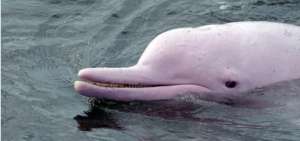 El delf&iacute;n rosado est&aacute; catalogado como una especie en peligro de extinci&oacute;n.